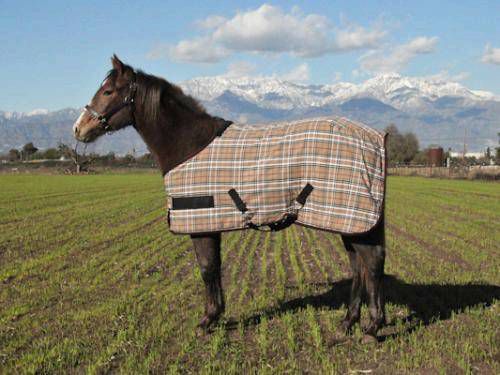Kensington Yearling Protective Fly Sheet
