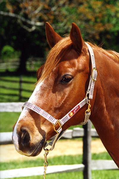 Baker Breakaway Fuse Nylon Halter Horse Orig Plaid