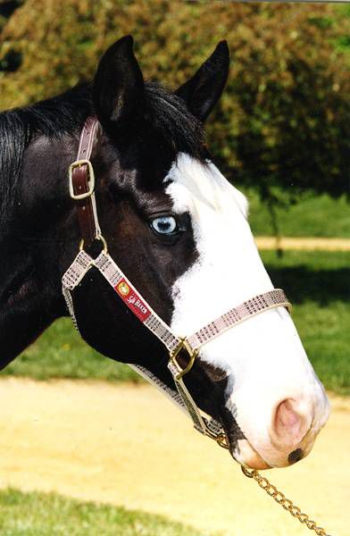 Baker Breakaway Crown Nylon Halter Pony Orig Plaid