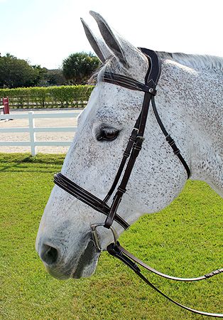 HDR Pro Stress Free Fancy Bridle