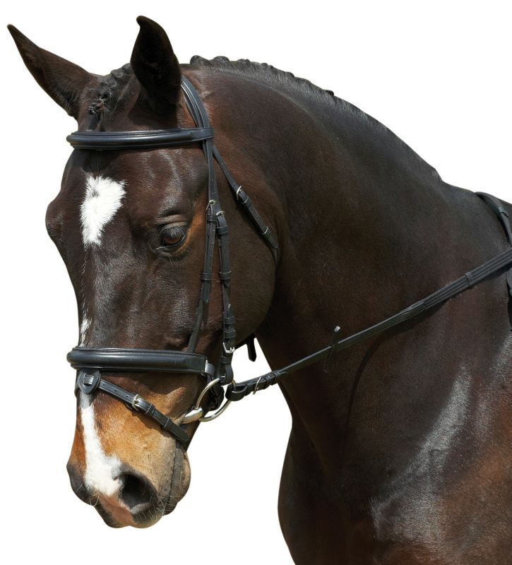Collegiate Comfort Crown Padded Crank Bridle