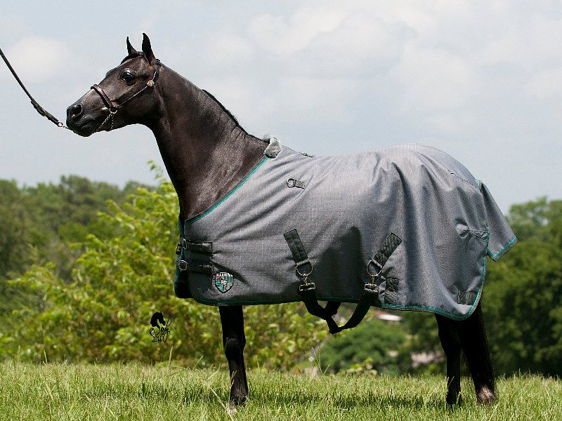 Kensington Pony Turnout Blanket 240g