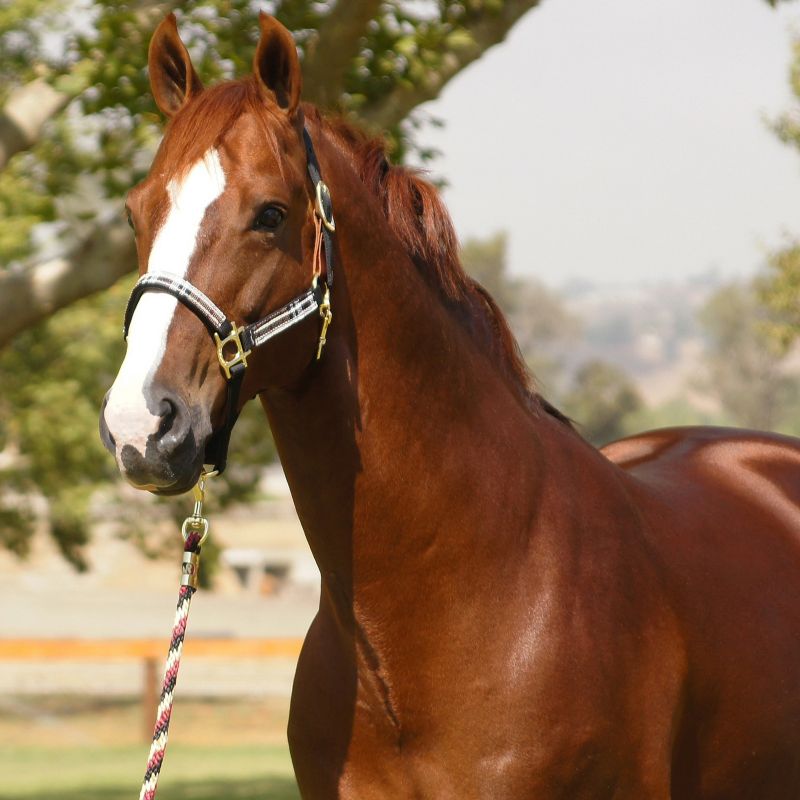 Kensington Breakaway Halter with Lead