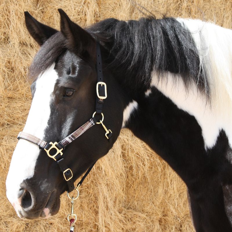 Kensington Draft Halter with Lead