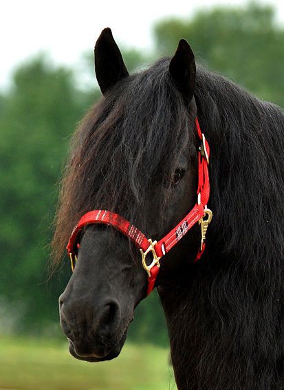 Kensington Halter with Lead