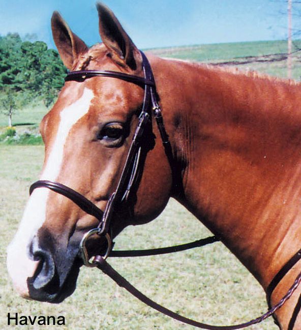 Tory Leather Square Raised Bridle