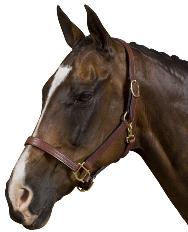 Collegiate Triple Stitch Leather Halter