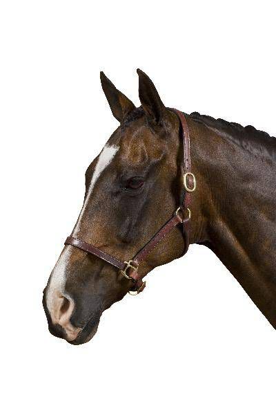 Collegiate Rolled Edge Leather Halter