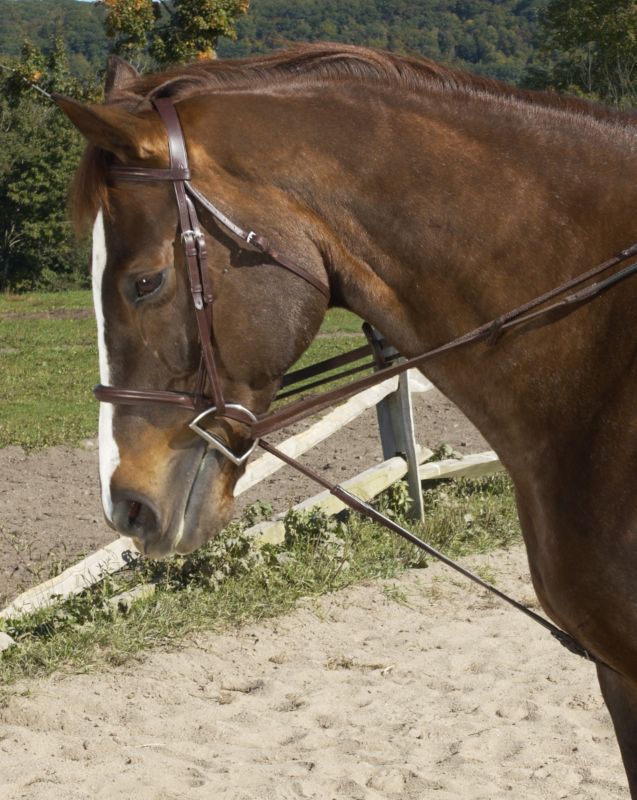 Ovation Cord Draw Reins