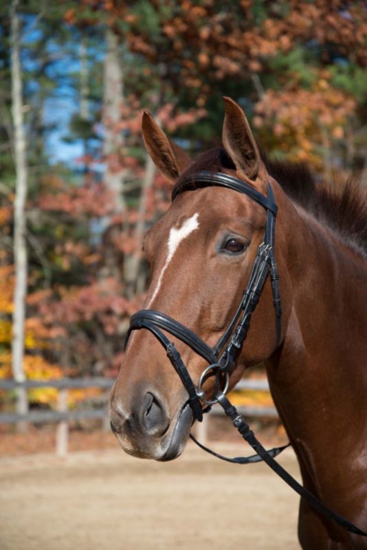 Shires Baltimore Dressage Bridle