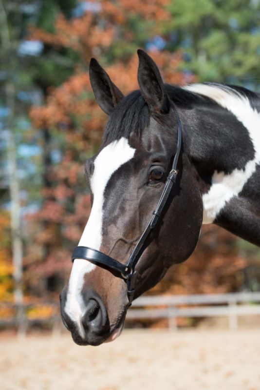 Shires Drop Noseband