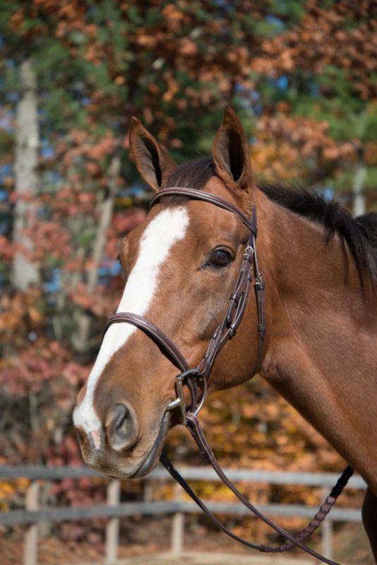 Shires Fancy Hartford Bridle