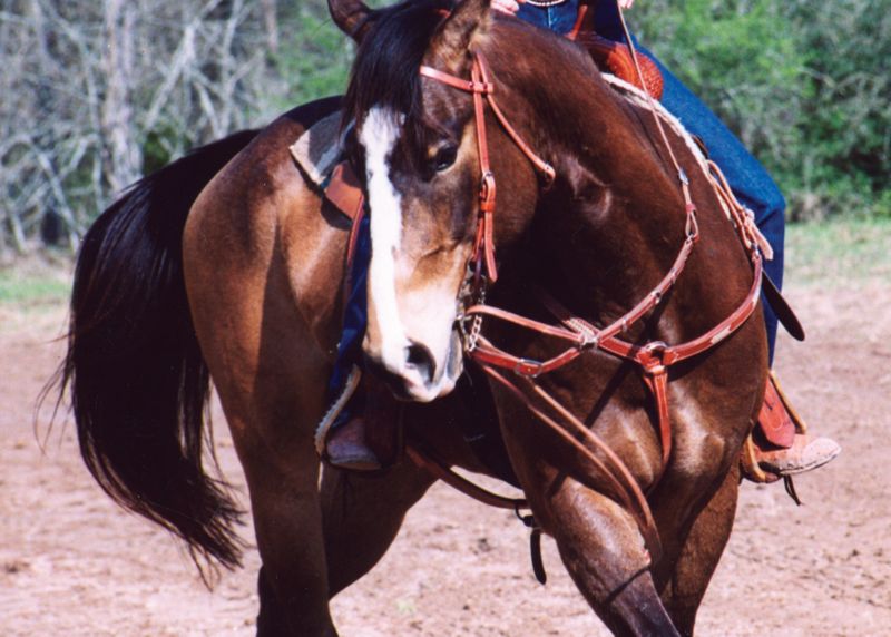 Martin Harness Leather Wide German Martingale