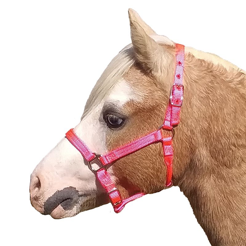 Ozark Mini Nylon Halter 5/8In Foal Hot Pink
