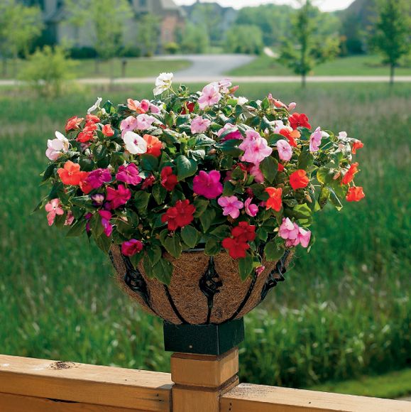 Cobraco Antoinette Multi-Purpose Planter