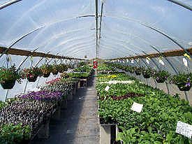 Klerks K50 Clear Film 24 ft x 50ft x 6ml