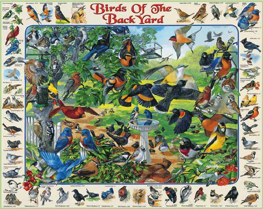 Birds of  the Backyard Puzzle