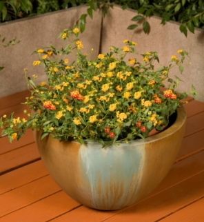 13in Teacup Planter Amatrice