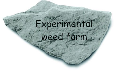Experimental Weed Farm Accent Rock