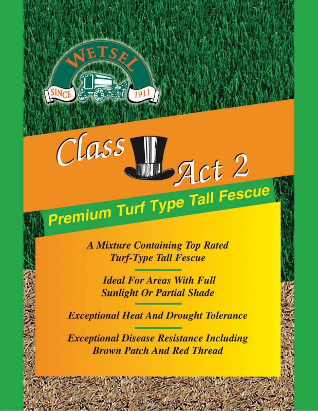 Class Act 2 Tall Fescue