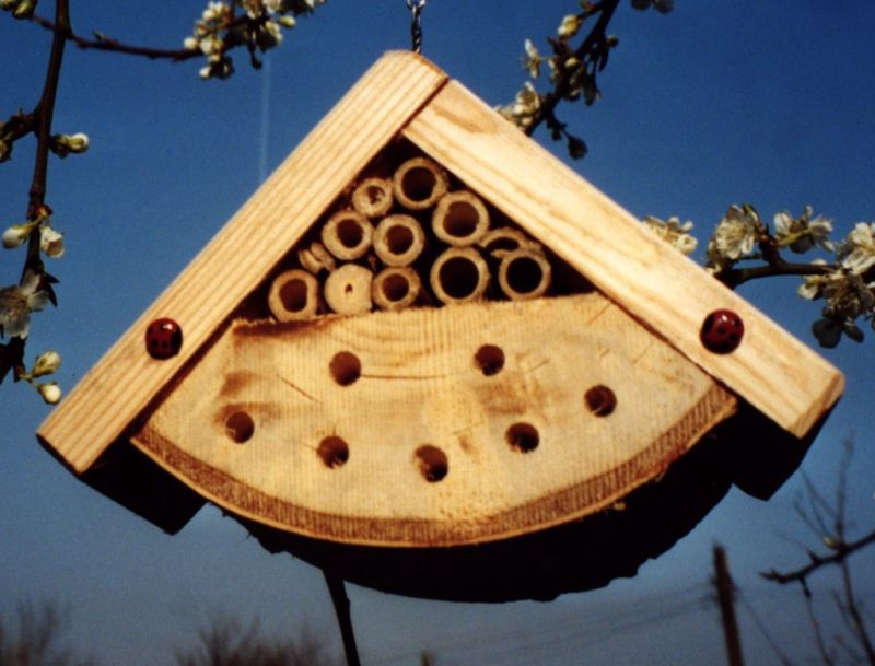 Ladybug Box