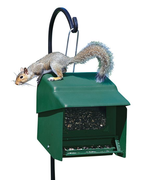 Super Stop A Squirrel