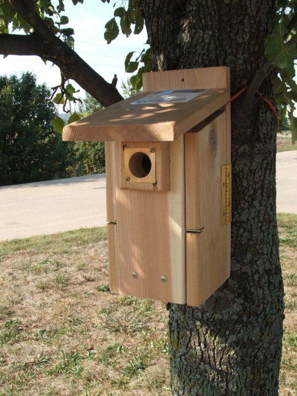 Ultimate Cedar Blue Bird House