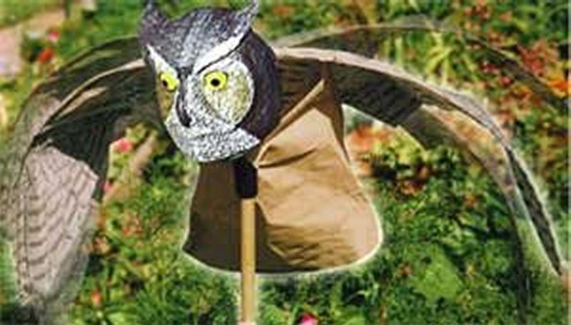 Prowler Owl Bird Repellent