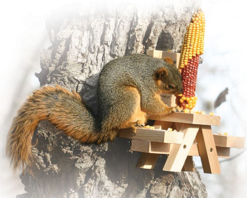 Picnic Bench Corn Feeder