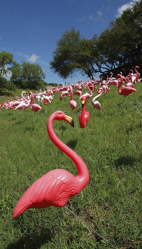 Pink Flamingos