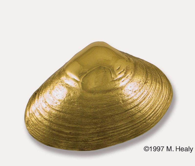 Brass Surf Clam Door Knocker
