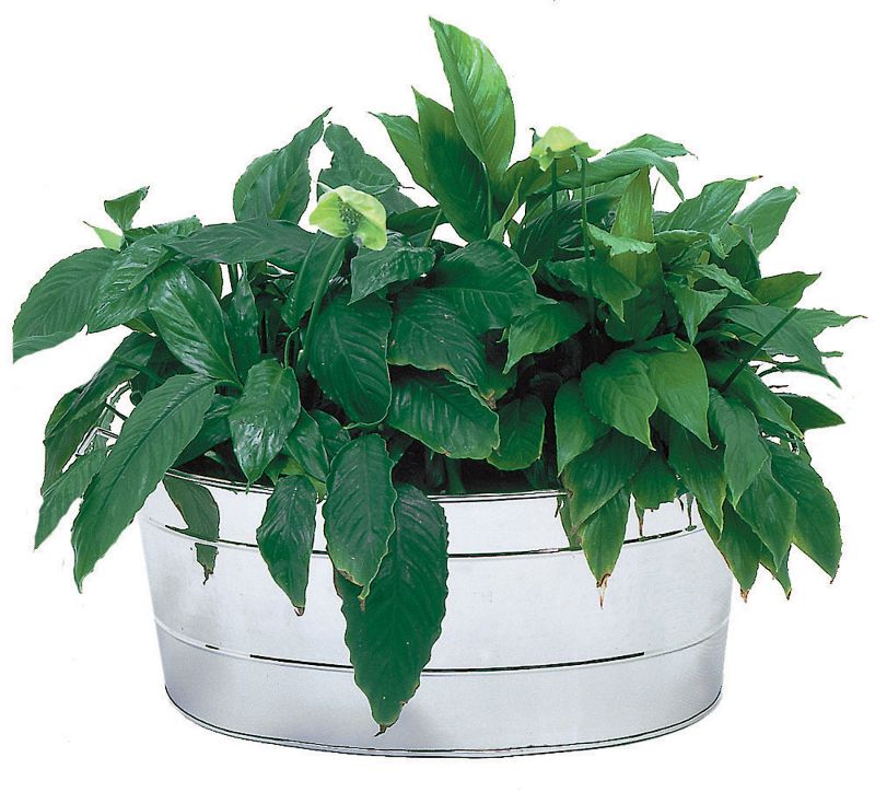 Oval Stainless SteelTub