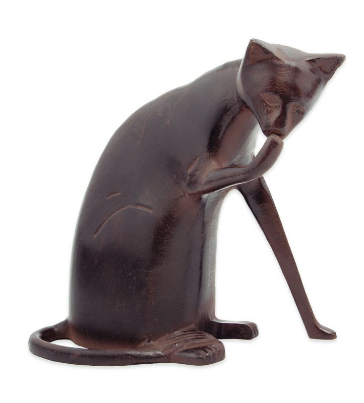 Coy Cat