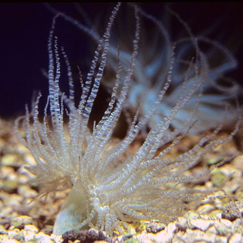 Curly Q Anemone