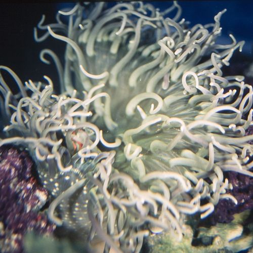 Long Tentacle Anemone