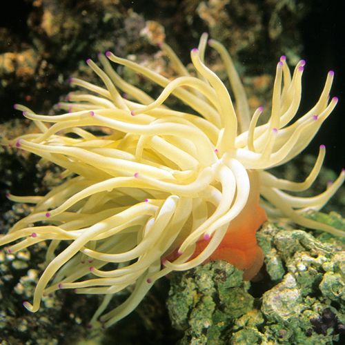 Pinktip Anemone