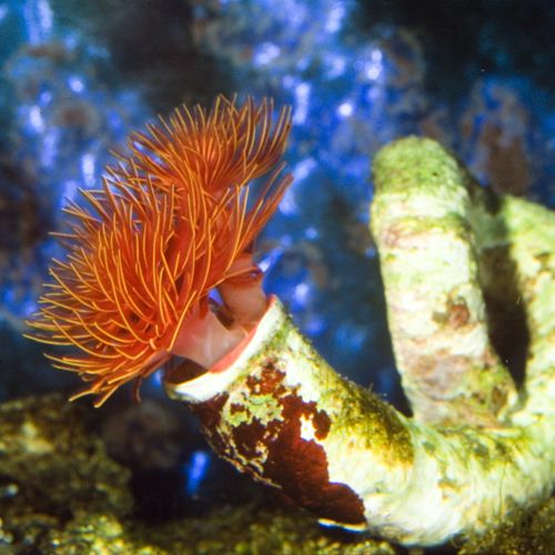 Red Hard Tube Coco Worm