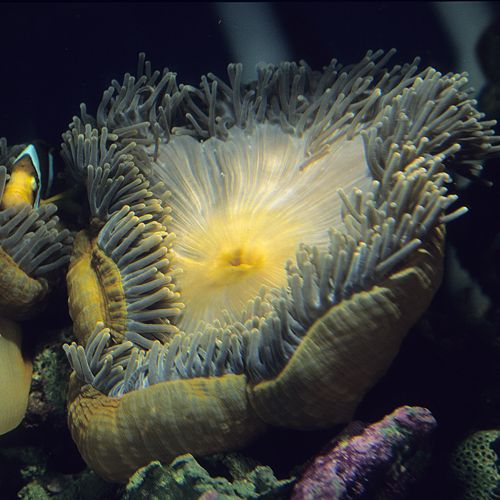 Ritteri Anemone/Bubble-Medium