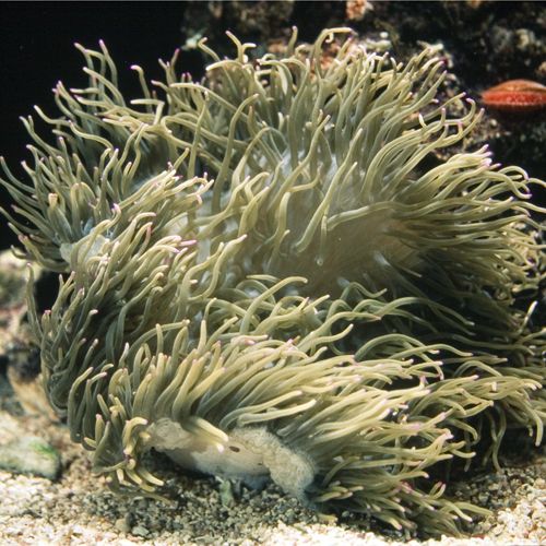 Seabae Anemone Brown-Medium