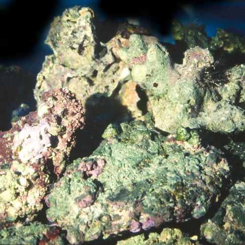 Fiji Live Rock