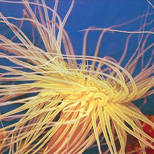 Ceranthus Tube Anemone Medium