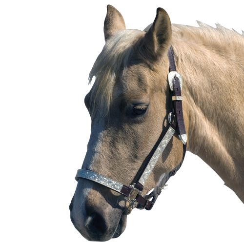 Silver Bar Leather Halter