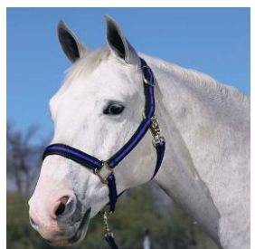 Comfort Padded Halter with Snap