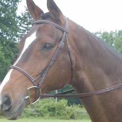 Collegiate Square Raised Bridle Pony Brown Best Price