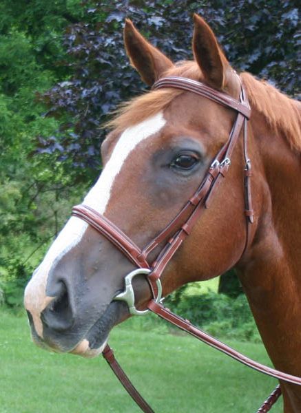 Paris Tack Fancy Crown Padded Bridle Horse