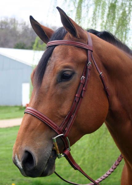 Paris Tack Triple Stitch Bridle Oversize Best Price