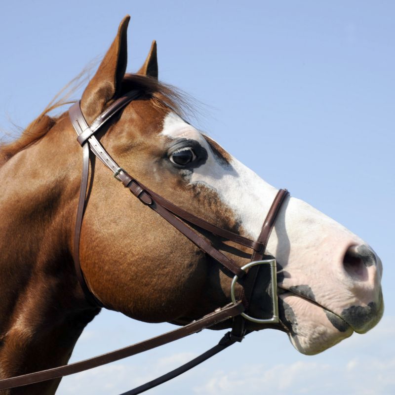 Harmohn Kraft Fancy Raised Show Bridle Cob Best Price