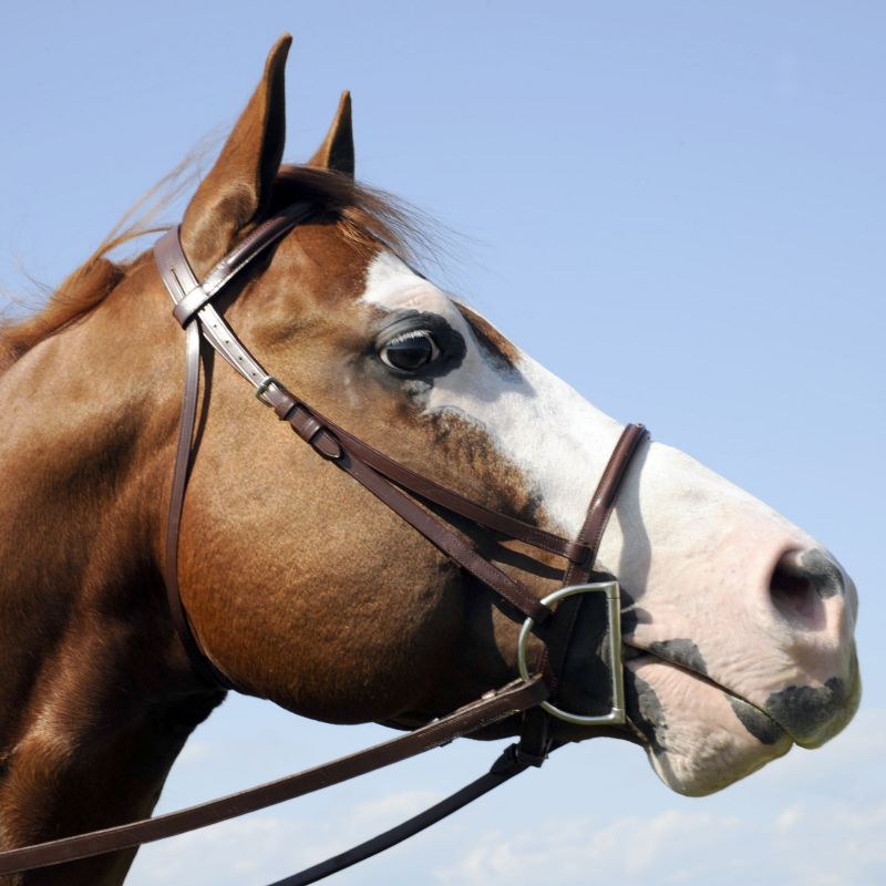 Harmohn Kraft Fancy Raised Show Bridle Horse