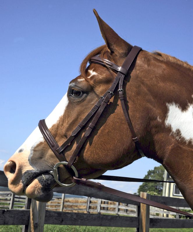 Harmohn Kraft Padded Raised Jump Bridle Horse