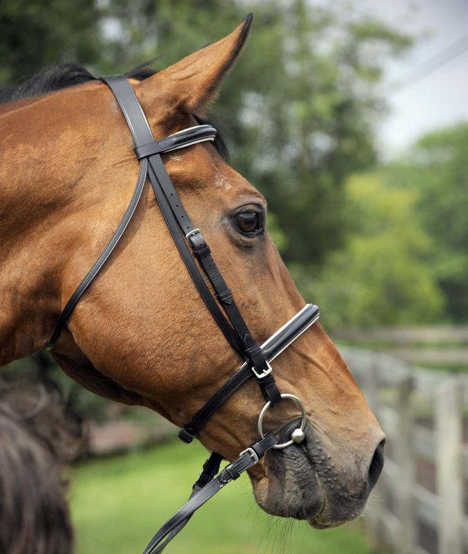 Harmohn Kraft Dressage Bridle Horse White